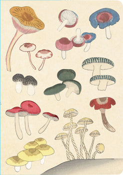 Healing Mushrooms Notebook